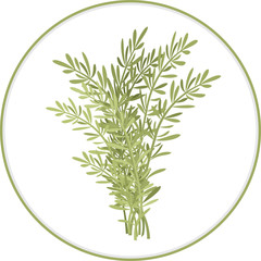Naklejka premium Rosemary Bunch