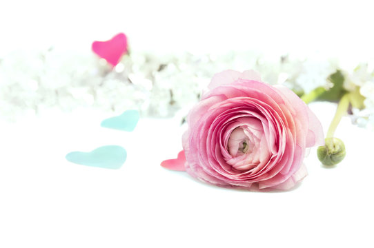 pink ranunculus buttercup on white background with blue hearts