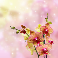 Beautiful pink orchid branch