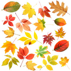 Collage of tree leaves isolated on white