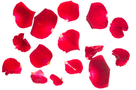 5,553 Rose Petal Powder Images, Stock Photos, 3D objects, & Vectors