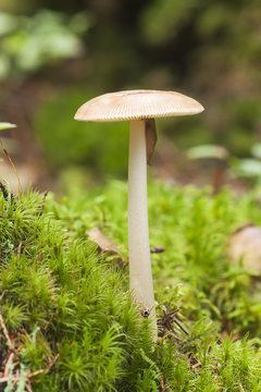 Mushroom growing in moss, a slug can be seen on it