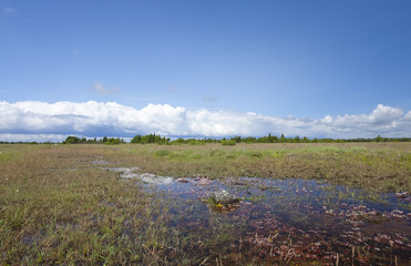 Alvaret after a rainy period, unique habitat in Sweden