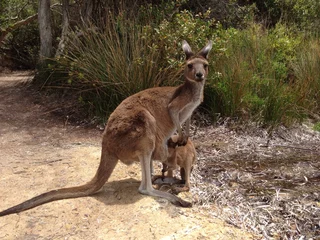 Peel and stick wall murals Cape Le Grand National Park, Western Australia Kangaroo feeding baby