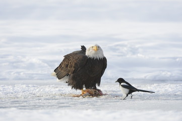 Bald Eagle And Magpie