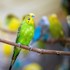 Colorful parakeet resting on tree branch