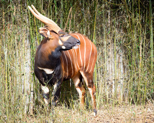 Bongo antelope  (Tragelaphus eurycerus eurycerus) © Robert Hainer