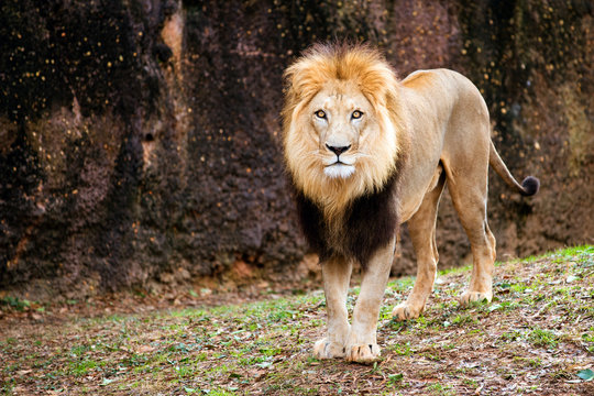 Portrait of male lion walking