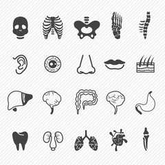 Human anatomy icons