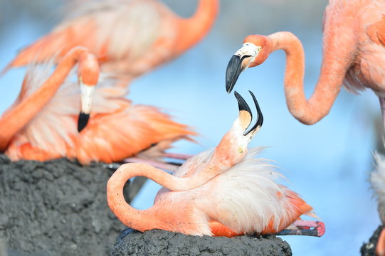  American Flamingo.