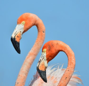  American Flamingo.