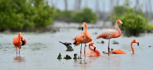Caribbean flamingos ( Phoenicopterus ruber ) © Uryadnikov Sergey