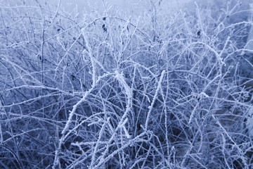 Frosty branches