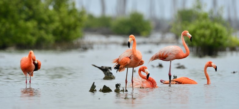 Fototapeta Caribbean flamingos ( Phoenicopterus ruber )