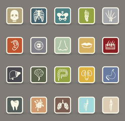Human anatomy icons
