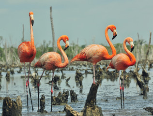 Great Flamingo  (Phoenicopterus ruber)