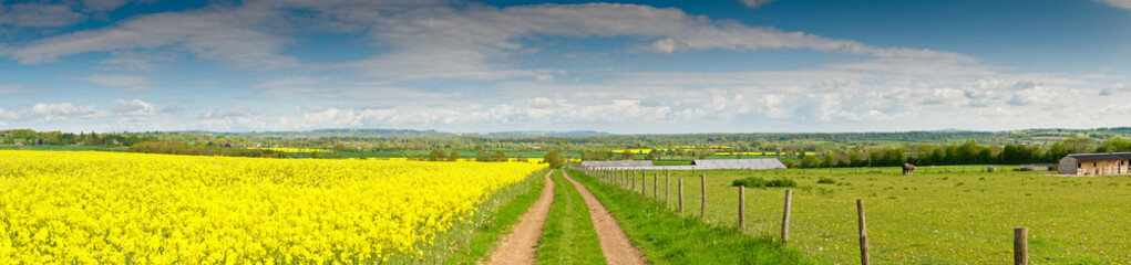 Oilseed Rape, Canola, Biodiesel Crop