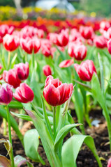beautiful tulips flowers field