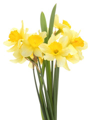 Obraz premium beautiful yellow daffodils isolated on white