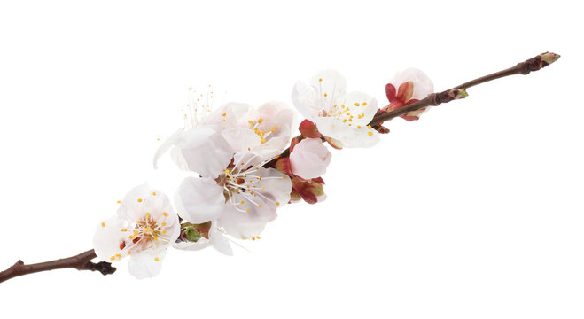 beautiful apricot blossom isolated on white.