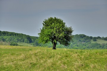 The survival - A tree struck by lightning strike