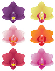 Orchid colors