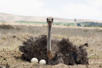 Adult ostrich on eggs