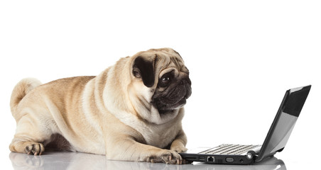 Pug Dog with laptop.