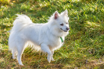 Weißer Spitz Hund