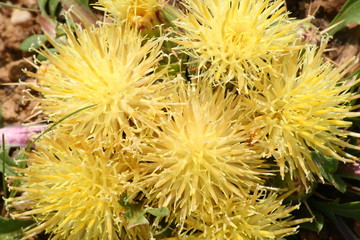 Centaurea lagascana. San Emiliano, Le&oacute;n.