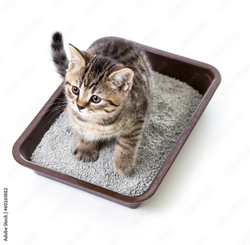 Sticker kitten or cat in toilet tray box with absorbent litter isolated