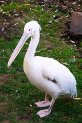 Pelican
