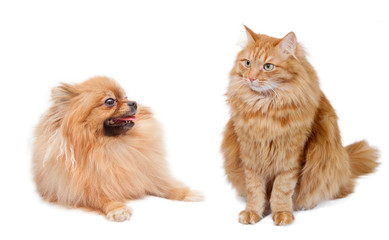 Fototapeta premium red cat and funny pomeranian