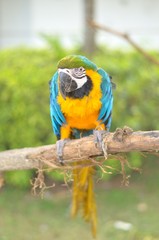 Blue-and-yellow Macaw (Ara ararauna), Blue-and-gold Macaw
