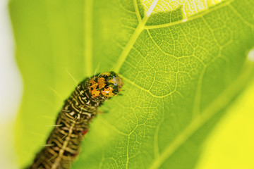Grapevine Moth Caterpillar