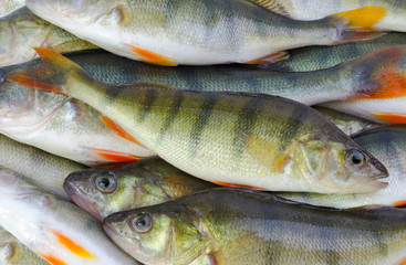 Stack of perch fishes