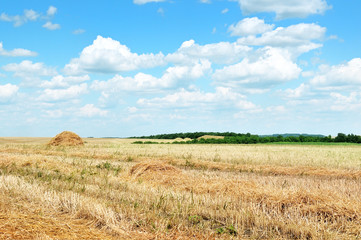 Wheat field after harvest