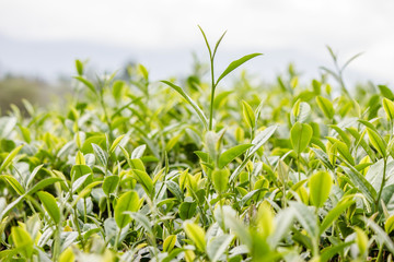 Green tea bud and fresh leaves. Tea plantations.