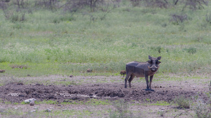 Warthog walking in Etosha National Park