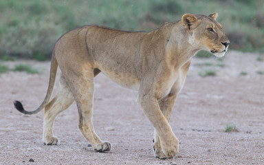 Fototapeta na wymiar Lion walking on the rainy plains of Etosha