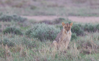 Lion walking on the rainy plains of Etosha