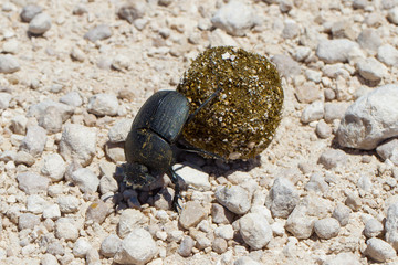 Dung beetle