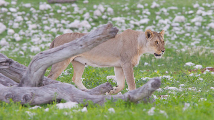 Lion walking on the rainy plains of Etosha