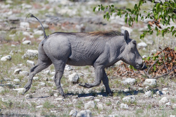 Warthog walking in Etosha National Park