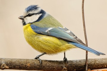 Cinciarella
