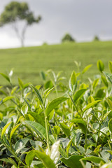 Fototapeta premium Green tea bud and fresh leaves. Tea plantations.