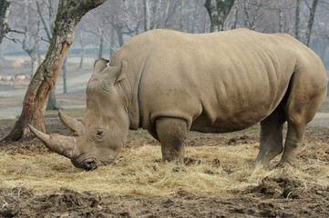 Obraz premium Rinoceronte bianco