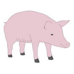 cartoon illustration of female pig