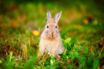 Rabbit