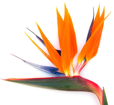 oiseau du paradis, strelitzia